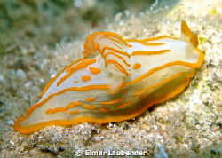 Analogium striatum, Sharksbay Sharm el Sheikh by Elmar Laubender 